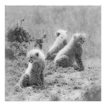 Cheetah's cubs photograph