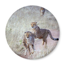 Cheetahs in Namibia Fridge Magnet