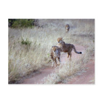 Cheetahs in Namibia Post Card