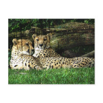 Cheetahs Lounging Grunge Postcard