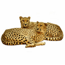 Cheetahs