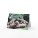 Cheetahs Tails Crossed Greeting Cards