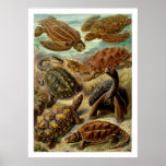 Chelonia Poster posters