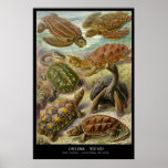 Chelonia-Testudo – Plate 89- Kunstformen der Natur posters