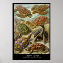 Chelonia-Testudo – Plate 89- Kunstformen der Natur Poster