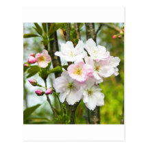 Cherry blossom 4 post cards