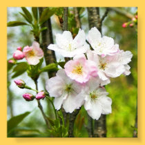 Cherry blossom 4 posters
