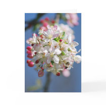 Cherry blossom and meaning card