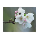Cherry blossom and meaning postcards