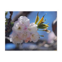Cherry blossom and meaning postcards