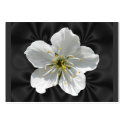 Cherry blossom ~ ATC business cards