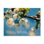 Cherry Blossom • Birthday Postcard