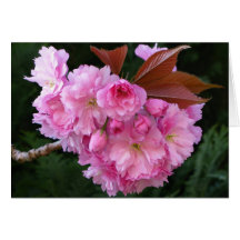 Cherry Blossom Blank Greetings Card