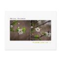 Cherry Blossom • Bridal Shower Invitation Postcard