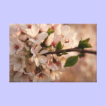 Cherry Blossom Canvas canvas prints