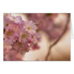 Cherry Blossom Card