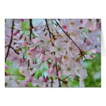 cherry_blossom_card