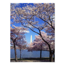 Cherry blossom in Washington DC Photo Print