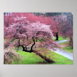 Cherry Blossom Lane posters