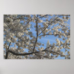 Cherry Blossom Monument Posters