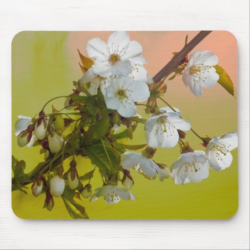 Cherry Blossom Mousepad