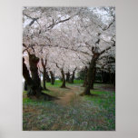 Cherry Blossom Path 12x16 posters