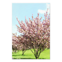 Cherry Blossom Photo