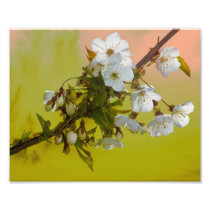 Cherry Blossom Art Photo