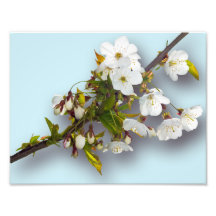 Cherry Blossom Photographic Print
