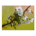 Cherry Blossom Post Cards