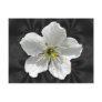 Cherry blossom ~ postcard