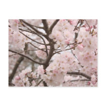 Cherry Blossom Postcard
