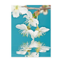 Cherry-blossom Postcard