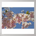 cherry blossom posters