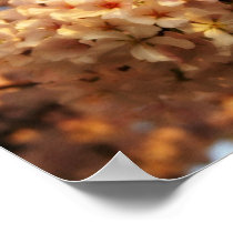Cherry Blossom poster