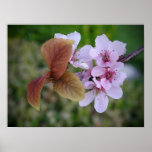 Cherry Blossom posters