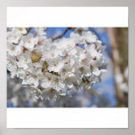 cherry blossom Poster posters
