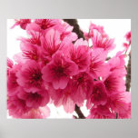 Cherry blossom posters