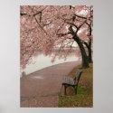 Cherry Blossom Print