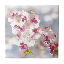 Cherry blossom / sakura / körsbärsblom kakel