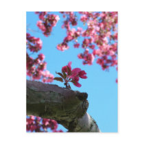 Cherry Blossom Sprig Postcards