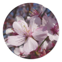 Cherry Blossom Sticker