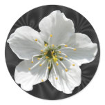 Cherry blossom ~ stickers
