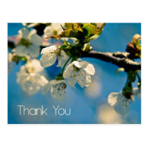 Cherry Blossom • Thank You Postcard