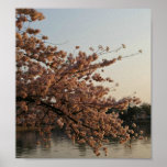 Cherry Blossom Tree Poster