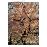 Cherry  Blossom Trees Card
