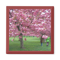 Cherry blossom trees magnets