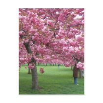 Cherry blossom trees post cards