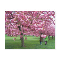 Cherry blossom trees postcard