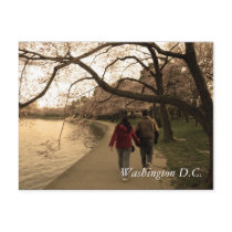 Cherry Blossom Walk Post Card